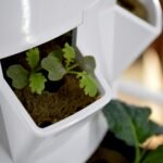 a close up of a small plant in a white container