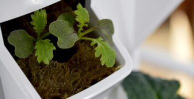 a close up of a small plant in a white container