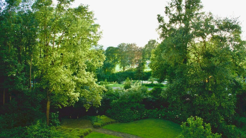 An aerial view of a lush green park