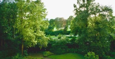 An aerial view of a lush green park